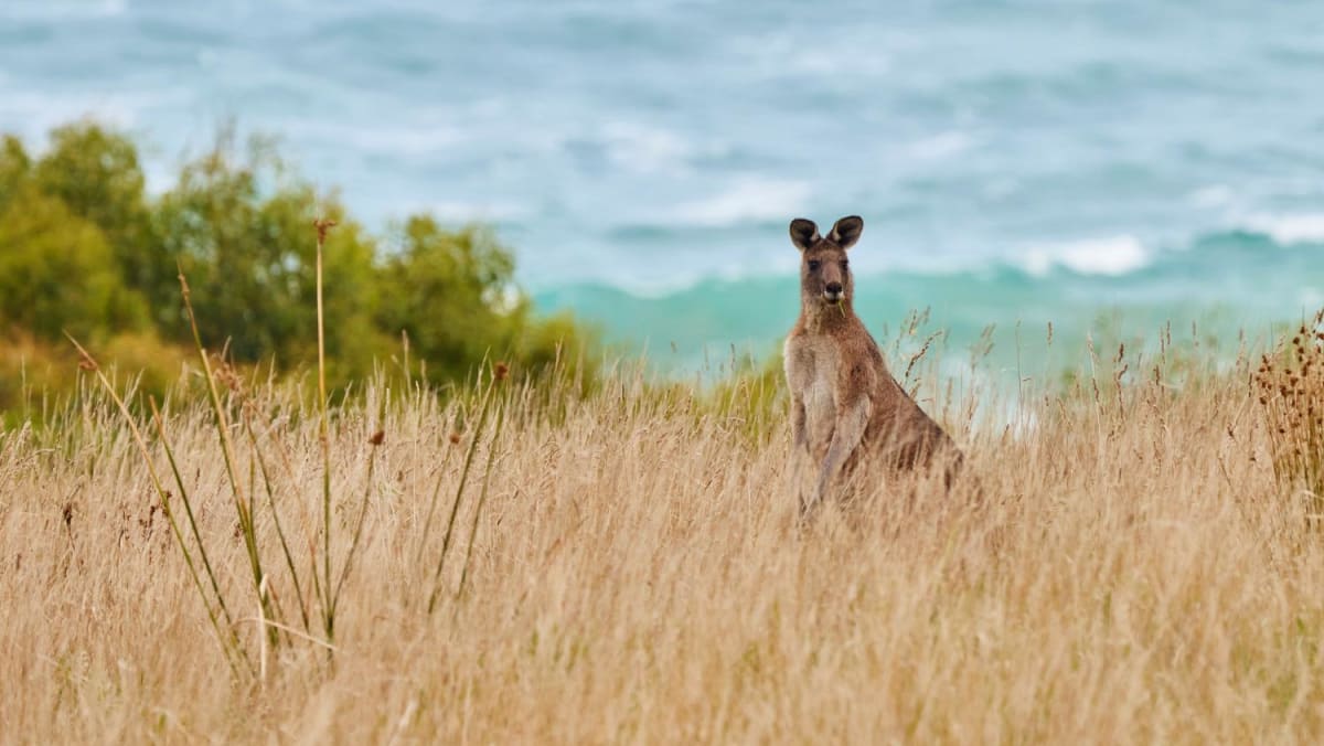 Head Down Under with the family to make memories that will last a lifetime